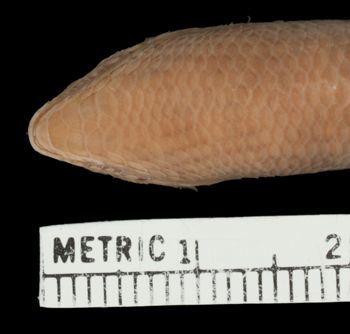 Media type: image;   Herpetology R-26330